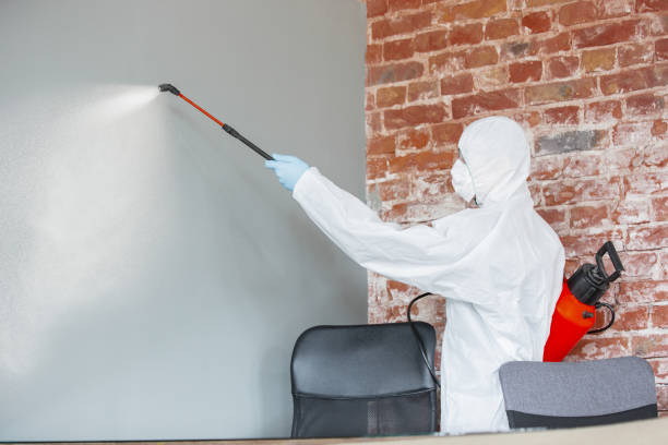 De Witt, NY Mold Removal Company